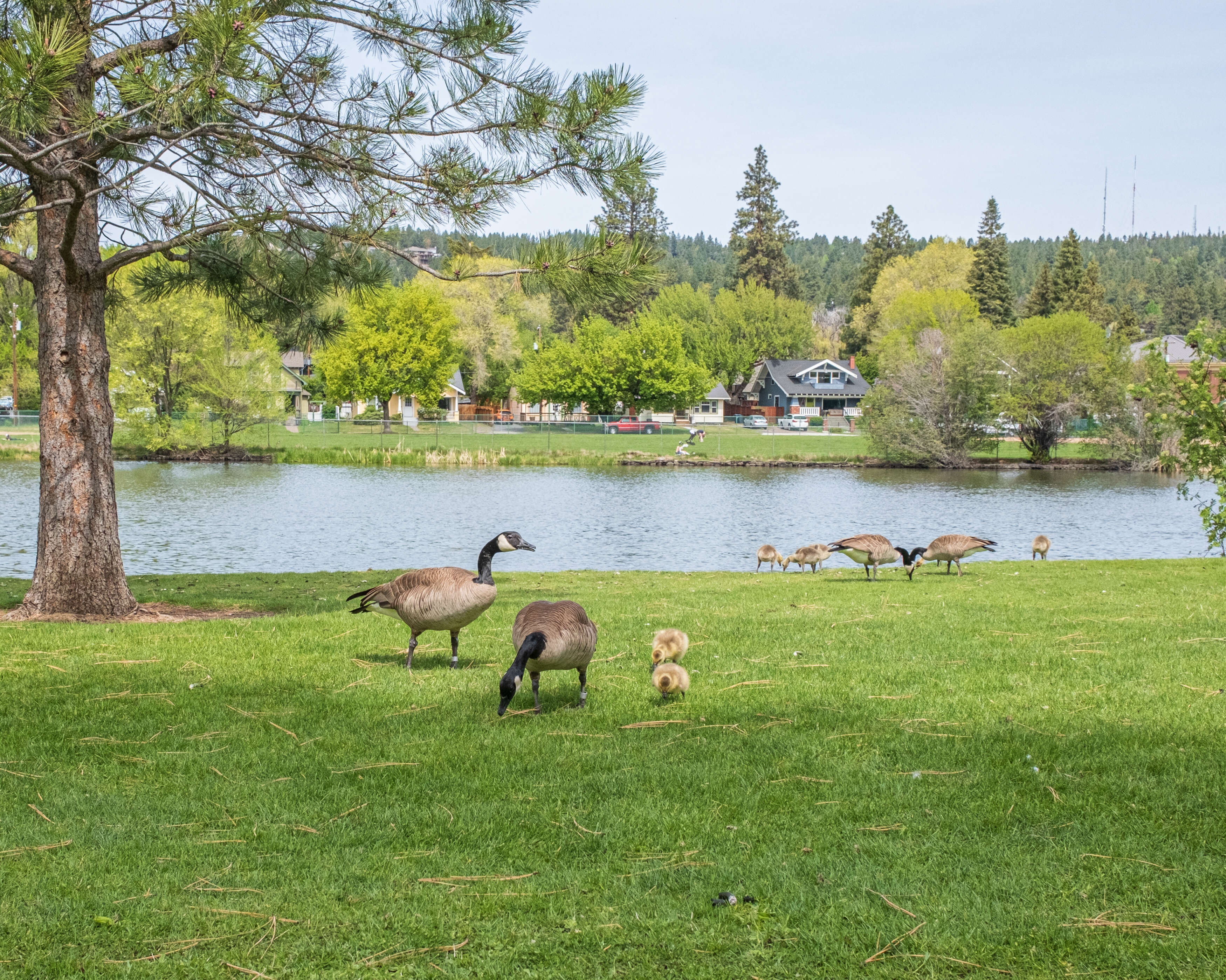 a landscape shot of geese and their babies eating 2025 10 17 08 02 14 utc